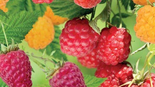 Quatro Framboos -  Rubus idaeus Quatro Framboos (in pot)