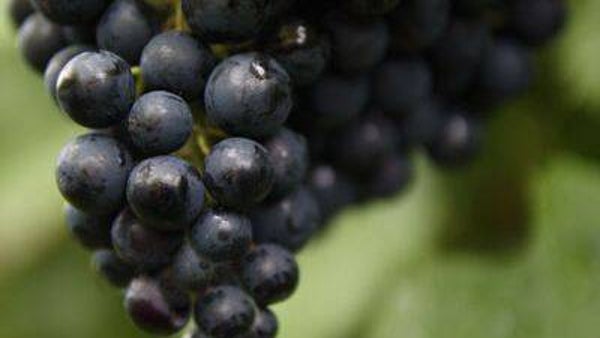 Druivelaar Regent-Vitis vinifera Regent
