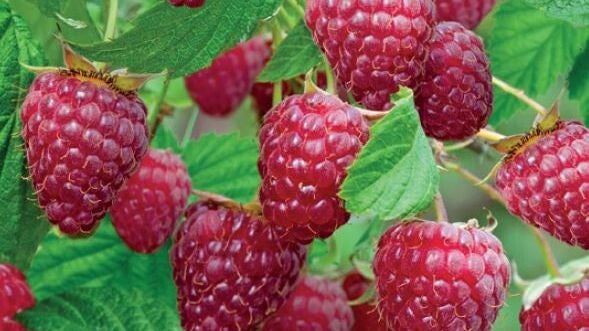 Framboos Schönemann -  Rubus idaeus Schönemann (in pot)