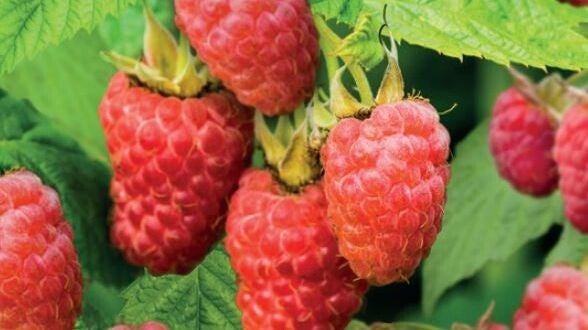 Framboos Sweet Sunshine - Rubus idaeus Sweet Sunshine (in pot)