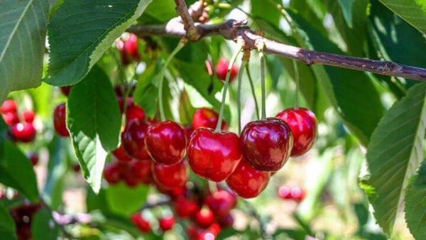 Kers Sylvia-Prunus avium Sylvia (in pot)