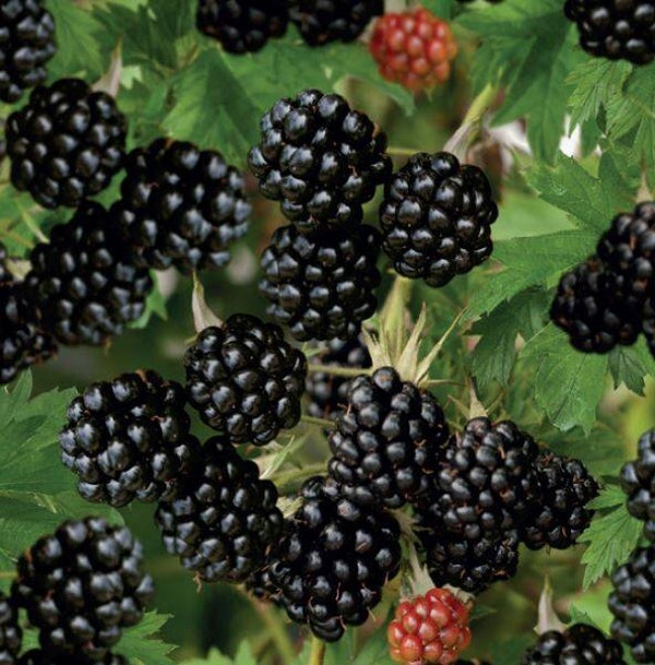 Braambes Thornless Evergreen -Rubus fruticosus Thornless Evergreen (in pot)