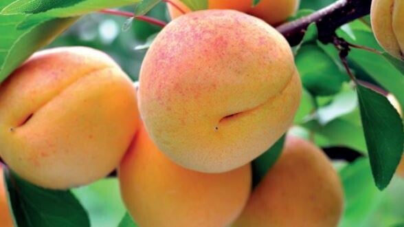 Abrikoos Tros Oranje- Tros Oranje Prunus armeniaca Tros Oranje (in pot)