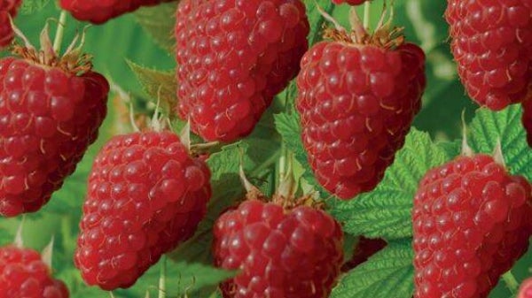 Framboos Tulameen - Rubus idaeus Tulameen (in pot)
