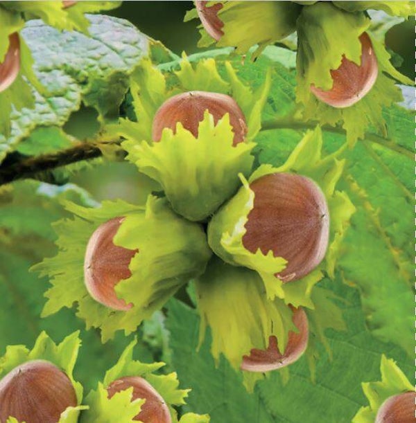 Hazelaar Webb’s Prize Cobb-Corylus avellana Webb's Prize Cobb (in pot)