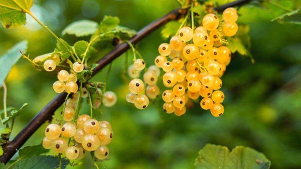 Witte bes Ribes rubrum Witte bes (in pot)