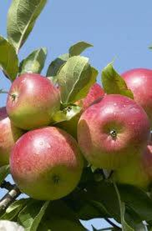 Appel Zoete Emgaard-Malus domestica Zoete Ermgaard (in pot)