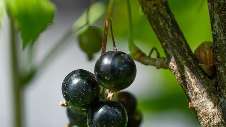 Zwarte bes (Titania) Ribes nigrum Zwarte bes (in pot)