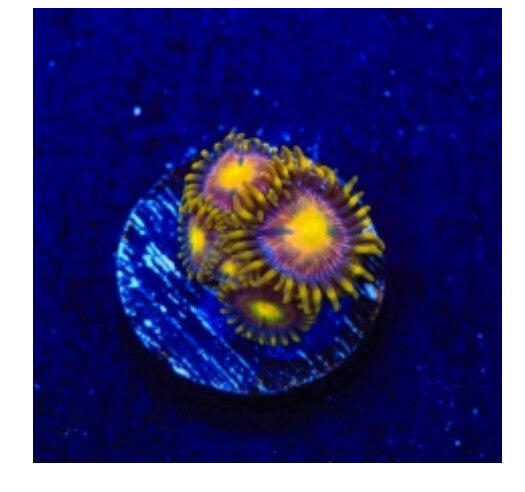 Hydra Lady Dragon Zoa