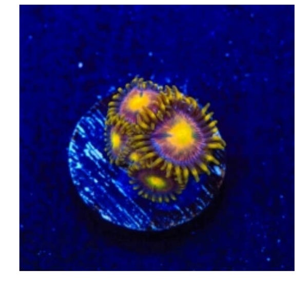 Hydra Lady Dragon Zoa