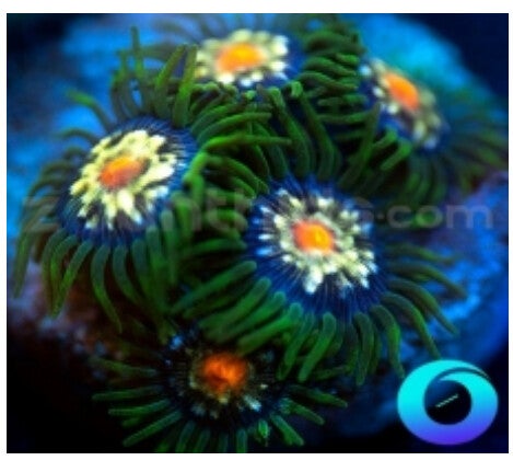 Daisy Cutter Zoa