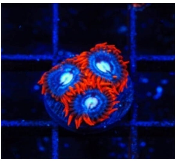 TSA Fire And Ice Zoa
