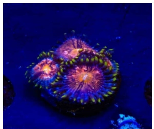 WWC Nirvana Zoa
