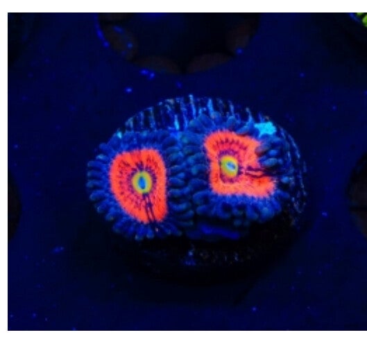 Everlasting Gobstopper Zoa