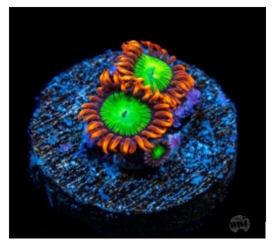 Goblins on Fire/oompa Loompa