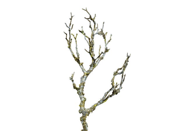Dekozweig, ca. 30 cm