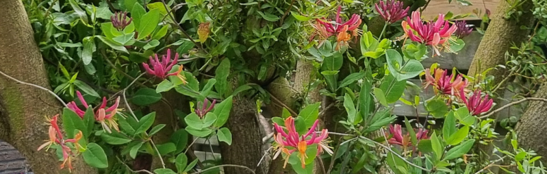 Planten