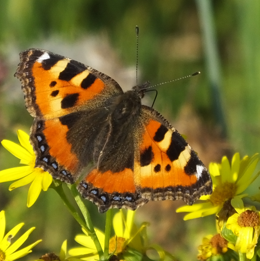 dag- en nachtvlinders