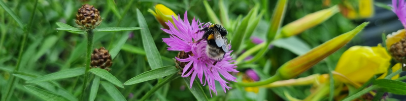 Insecten
