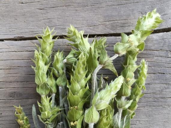 Griekse Bergthee (Sideritis)