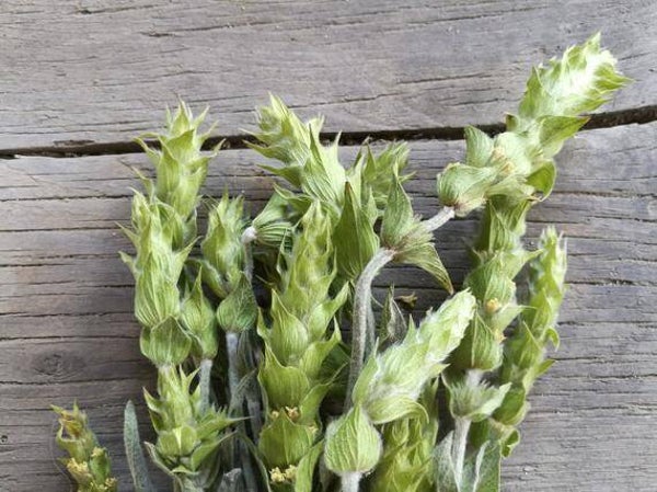 Griekse Bergthee (Sideritis)
