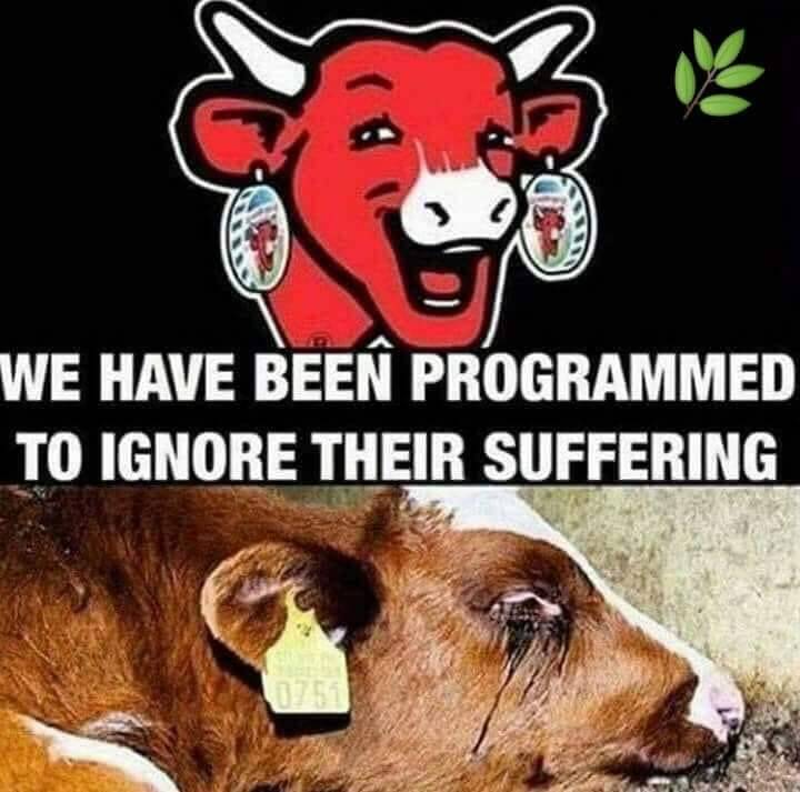 We have been programmed to ignore their suffering - animal rights, social justice