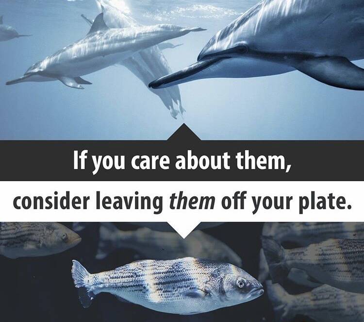 If you care about dolphins, leave fish off your plate! bycatch, commercial fishing, tuna, bluefin tuna