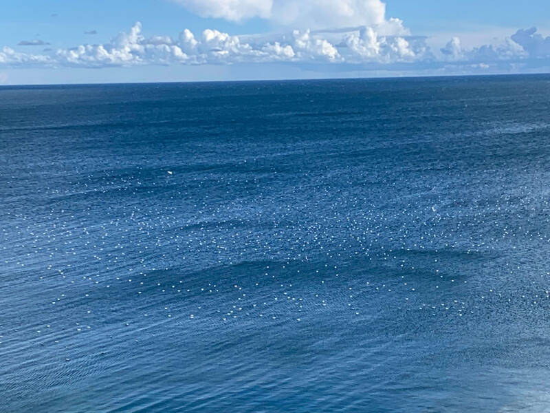 De Oostzee op een zomerse dag met heel veel zwermende vogels.