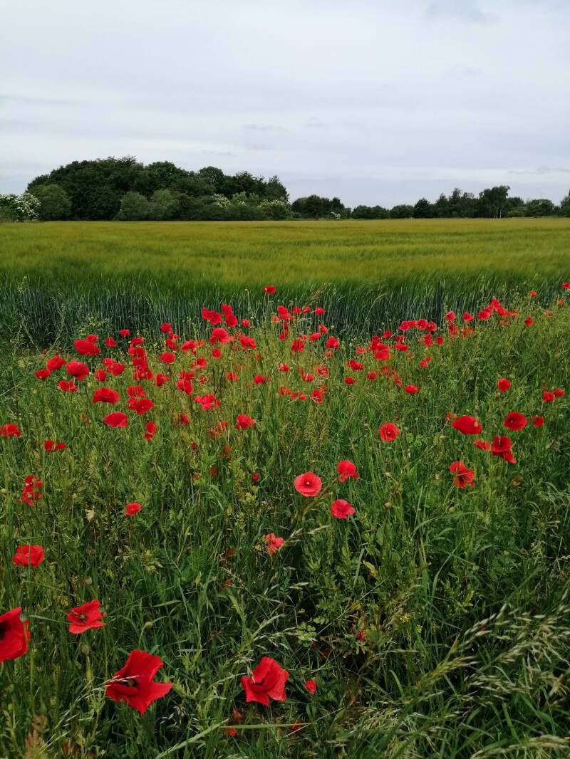 klaprozenveld om de hoek richting ...