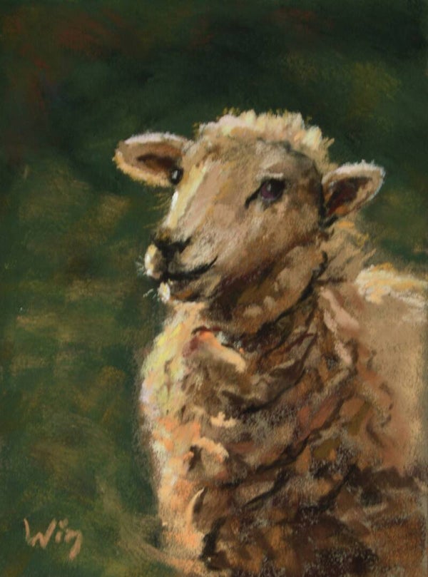 Sunlit Sheep