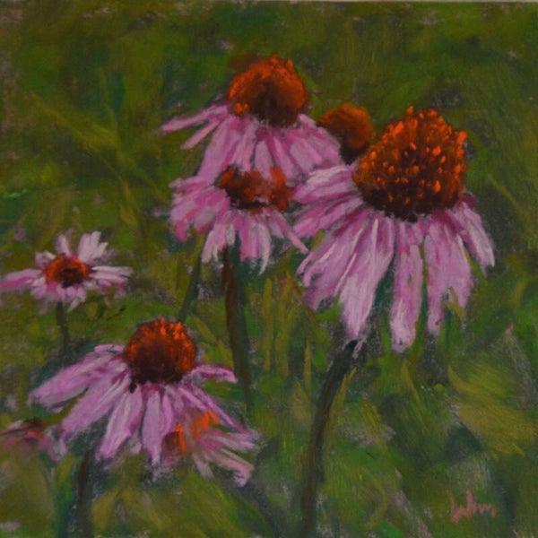 Echinacea