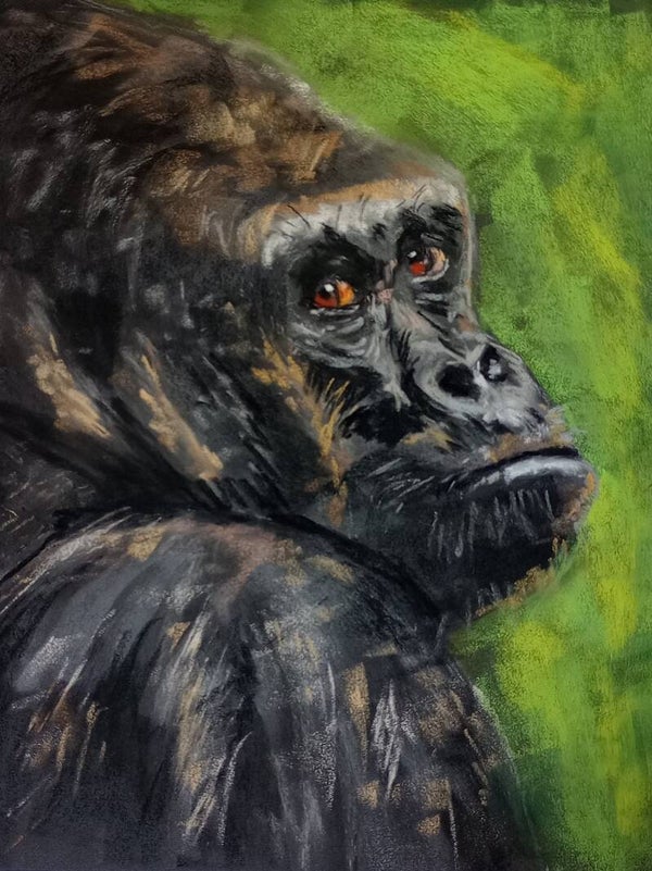 Giclée Limited Edition – Gorilla  –  30x40cm