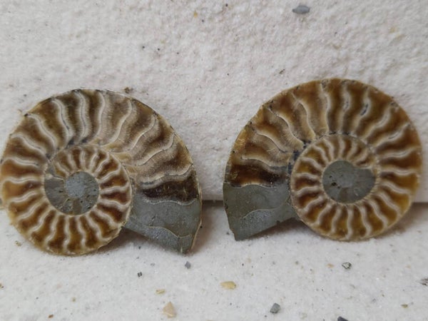 Ammoniet fossiel setje