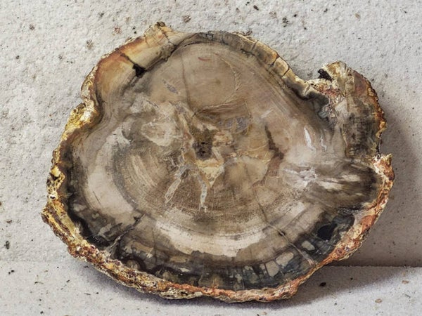 Versteend hout slice