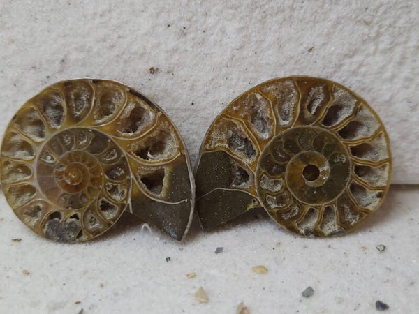 Ammoniet fossiel setje