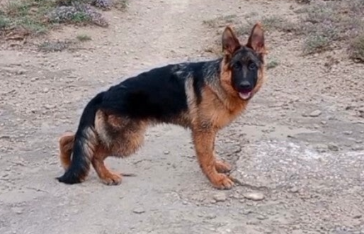 Waca del Jas de la Guineu