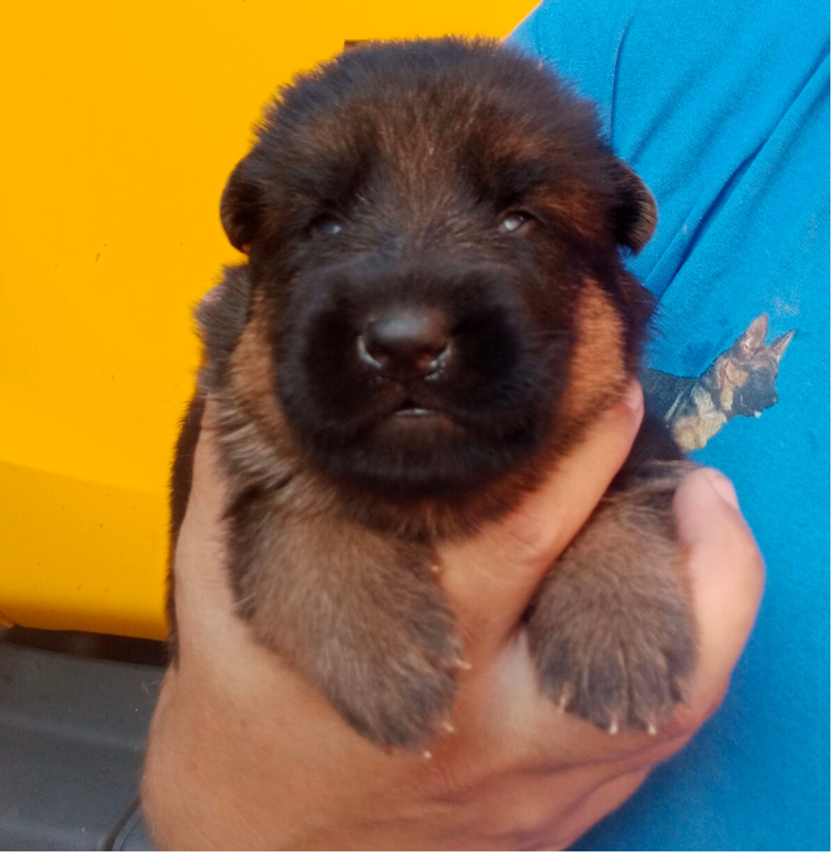 ULKAN DEL JAS DE LA GUINEU