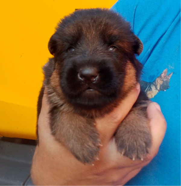 ULKAN DEL JAS DE LA GUINEU