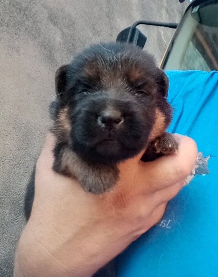 URIS DEL JAS DE LA GUINEU