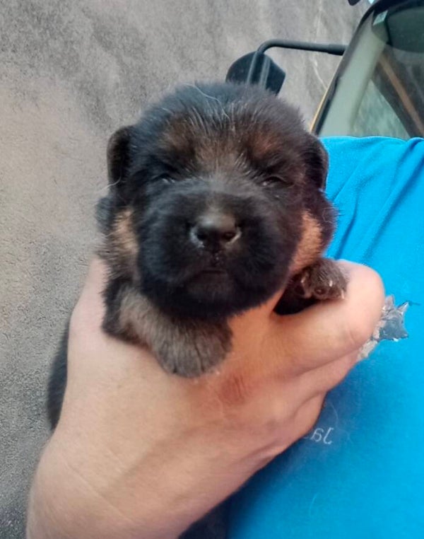 URIS DEL JAS DE LA GUINEU