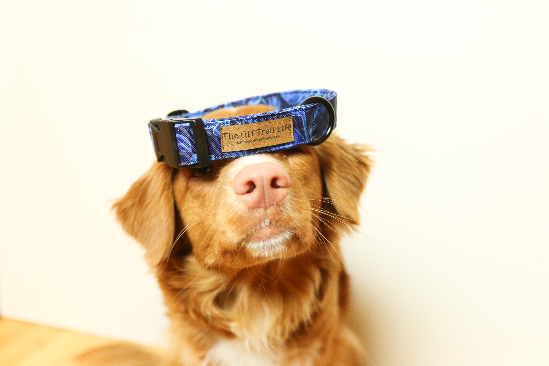 Hund (Toller) mit blauem Halsband 'Blue Bloom' auf dem Kopf. Man sieht nur die Ohren und die Schnauze