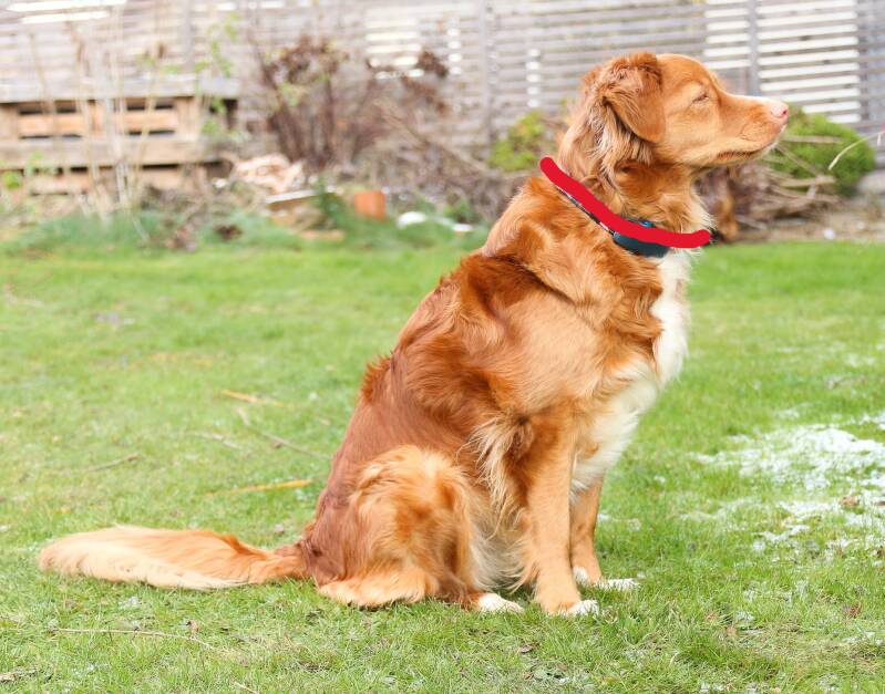 Hund sitzt draußen im Gras und blickt Richtung rechts. Auf seinem Hals ist eine rote Linie, die den Halsumfang symbolisiert.