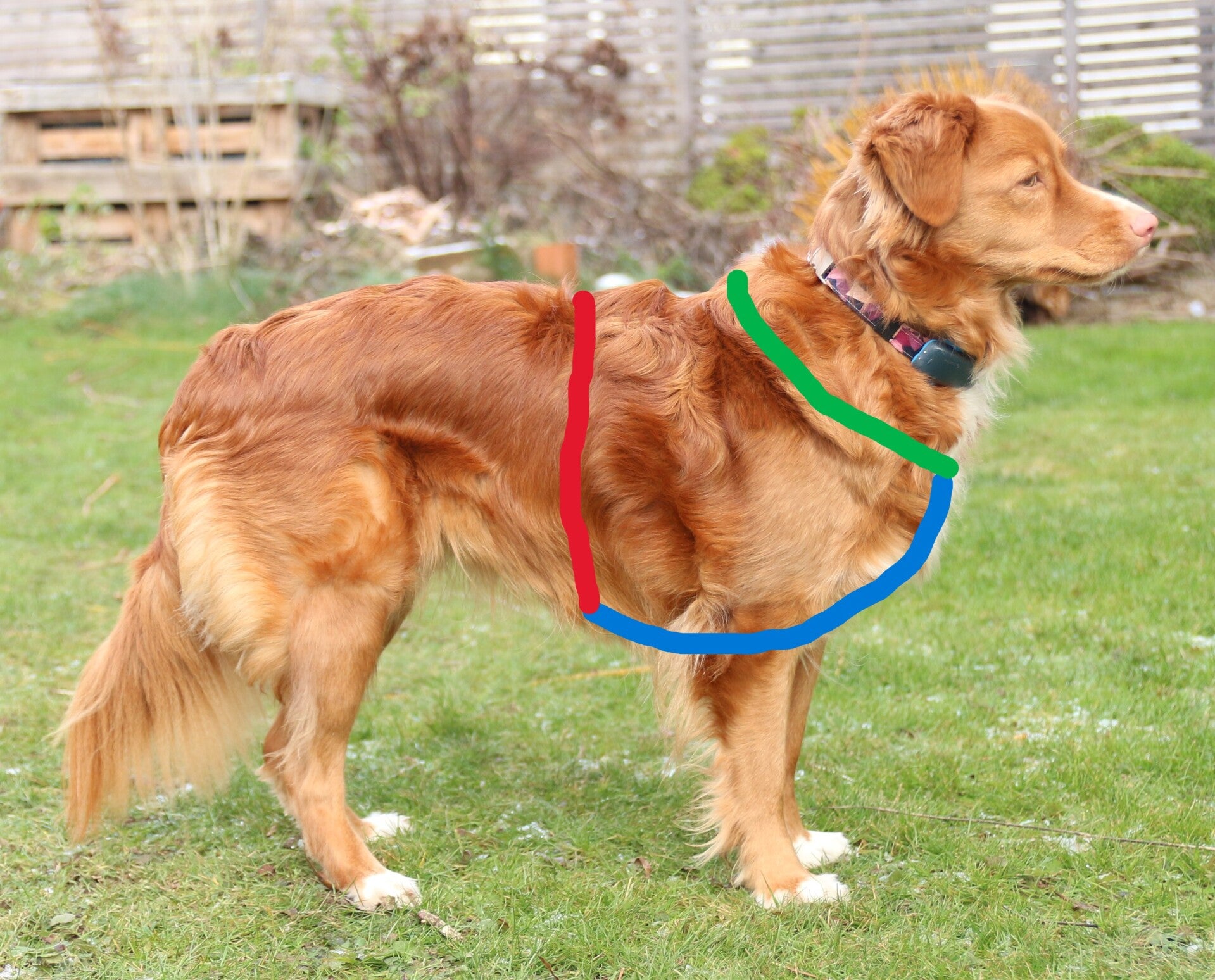 Hund steht im draußen im Gras und blickt nach rechts. Auf seinem Körper sind verschieden farbige Linien aufgezeichnet, die die Werte (Brustumfang, Bruststeg, Halsseite und Rückensteg) symbolisiert.