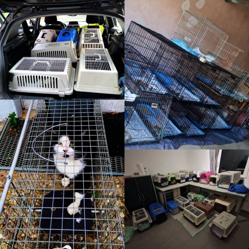 collage-kastrationsaktion-hasselbach-2-standard.jpg