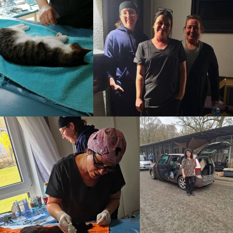 collage-kastrationsaktion-hasselbach-standard.jpg