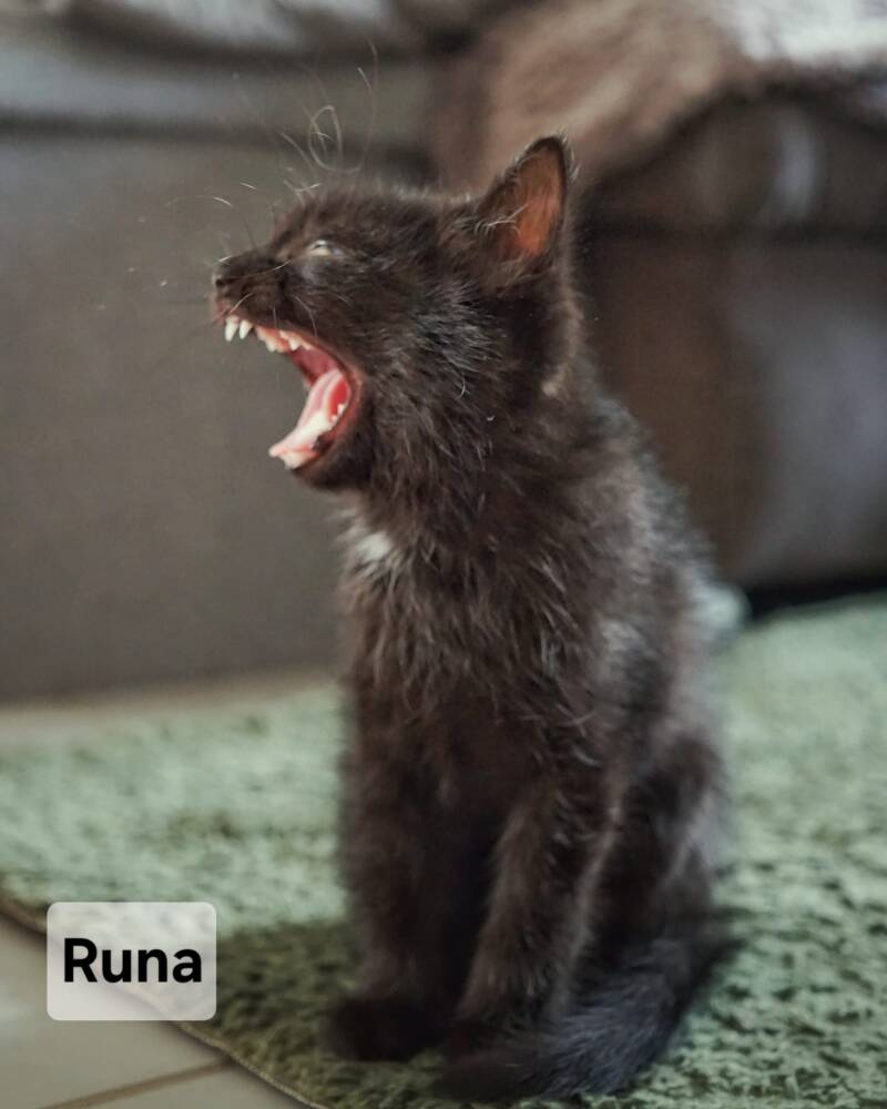 runa-raven1-standard.jpg