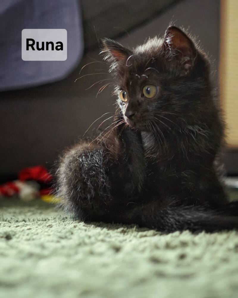 runa-raven3-standard.jpg