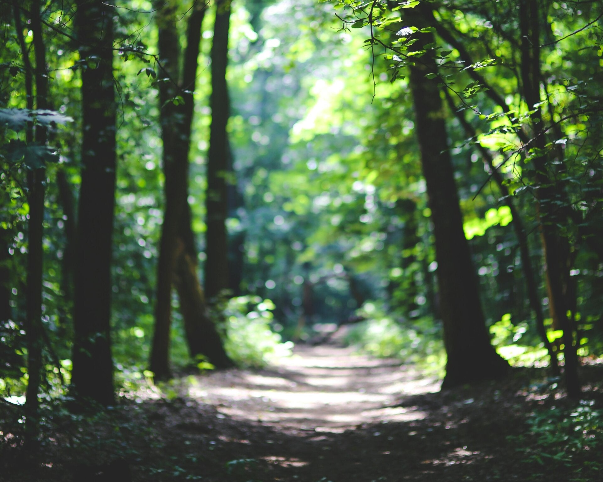Bos, Wandelen, Natuur 