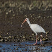 Witte Ibis