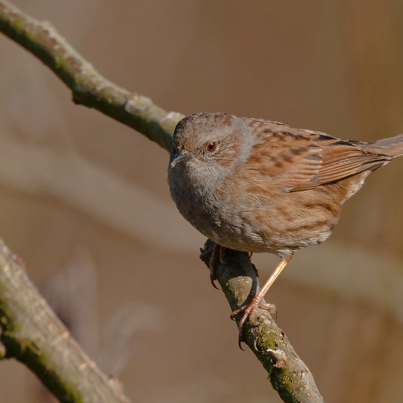 Heggenmus